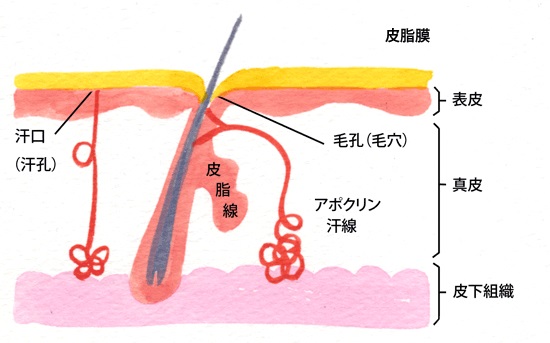 皮脂腺解剖図